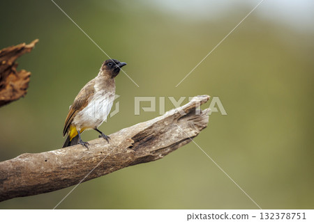 Dark capped Bulbul in Greater Kruger National park, South Africa 132378751