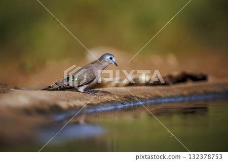 Emerald spotted Wood-Dove in Greater Kruger National park, South Africa Emerald spotted Wood-Dove in Greater Kruger National park, South Africa 132378753