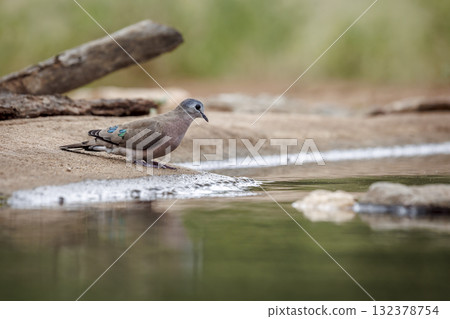 Emerald spotted Wood-Dove in Greater Kruger National park, South Africa Emerald spotted Wood-Dove in Greater Kruger National park, South Africa 132378754