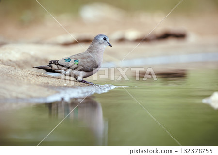 Emerald spotted Wood-Dove in Greater Kruger National park, South Africa 132378755