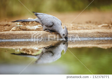 Grey go away bird in Greater Kruger National park, South Africa Grey go away bird in Greater Kruger National park, South Africa 132378771