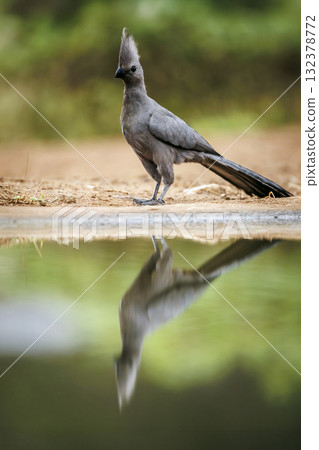 Grey go away bird in Greater Kruger National park, South Africa 132378772