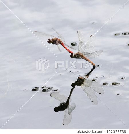 紅蜻蜓產卵 132378788