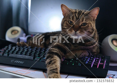 British Tabby Cat On Keyboard British Tabby Cat On Keyboard 132378832