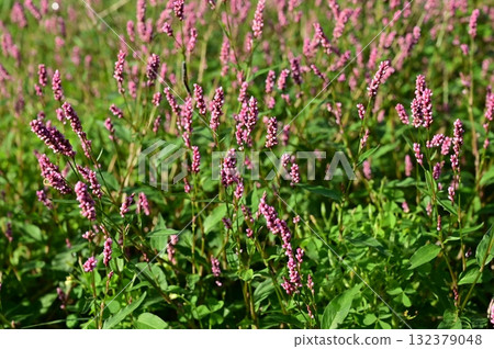 Polygonum gracilis (Polygonaceae) Polygonum gracilis (Polygonaceae) Polygonum gracilis (Polygonaceae) Polygonum gracilis (Polygonaceae) 132379048