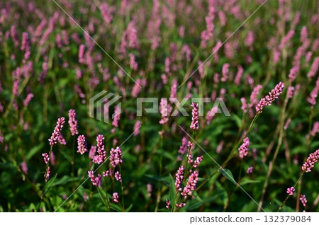 Polygonum gracilis (Polygonaceae) Polygonum gracilis (Polygonaceae) Polygonum gracilis (Polygonaceae) Polygonum gracilis (Polygonaceae) 132379084