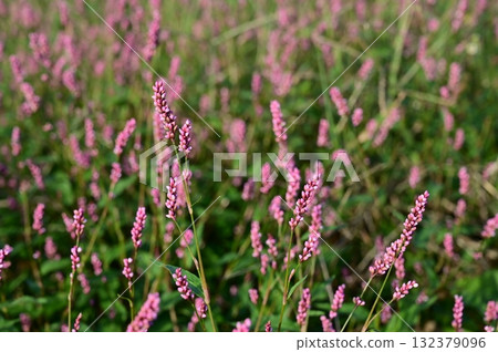 Polygonum gracilis (Polygonaceae) Polygonum gracilis (Polygonaceae) 132379096
