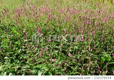Polygonum gracilis (Polygonaceae) Polygonum gracilis (Polygonaceae) 132379334