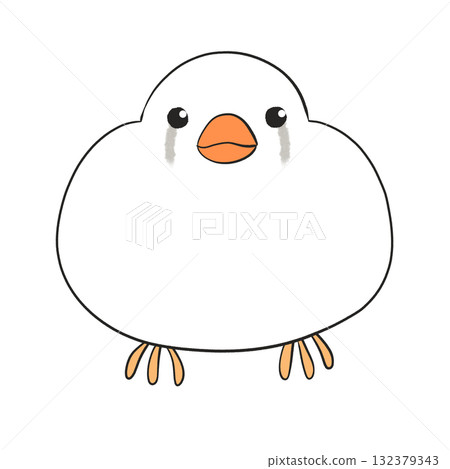 Zebra finch chestnut frank white Zebra finch chestnut frank white 132379343