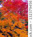 Autumn leaves 132379456