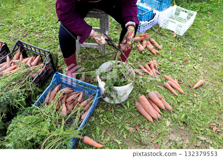A woman trims carrot tops with scissors, processing vegetables after harvesting in a farm garden 132379553
