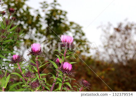 Closed pink aster flowers in a garden on a cloudy autumn day 132379554