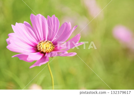 Pink cosmos flowers blooming in the autumn garden Pink cosmos flowers blooming in the autumn garden 132379617