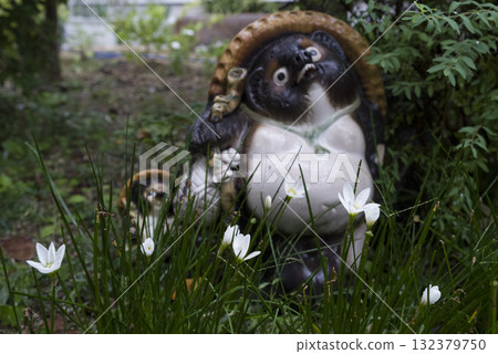 Shigaraki ware raccoon and flowers on a rainy day Shigaraki ware raccoon and flowers on a rainy day 132379750