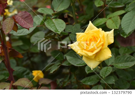 Yellow roses wet in the autumn rain Yellow roses wet in the autumn rain 132379790
