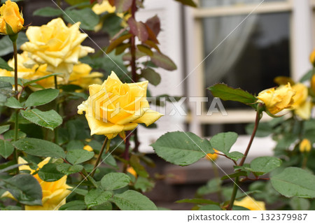 秋雨打濕的黃玫瑰與紅玫瑰 132379987