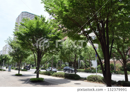 Street trees around the southwest exit of Nishinomiya-Kitaguchi Station, Hyogo Prefecture Street trees around the southwest exit of Nishinomiya-Kitaguchi Station, Hyogo Prefecture 132379991
