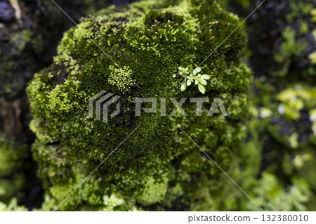 Close Up Of Moss, Rocks, And Aquatic Life, textured photography showing harmony between water and nature, ideal for creative design, environmental projects, and advertising media. 132380010
