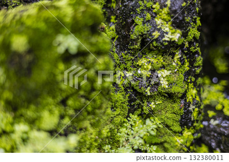 Close Up Of Moss, Rocks, And Aquatic Life, textured photography showing harmony between water and nature, ideal for creative design, environmental projects, and advertising media. 132380011