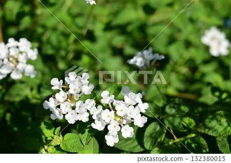 馬纓丹(馬鞭草科) 馬纓丹(馬鞭草科) 132380015