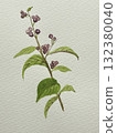 Purple jasmine watercolor painting 132380040