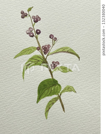 Purple jasmine watercolor painting 132380040