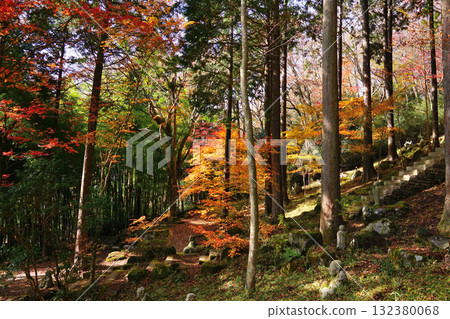 Autumn leaves landscape 132380068