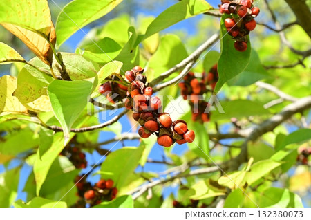 Red seeds of Magnoliaceae (Magnoliaceae) Red seeds of Magnoliaceae (Magnoliaceae) 132380073