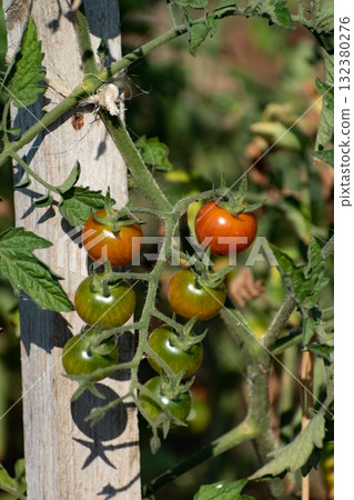 Red and green cherry tomatoes growing in ecological garden on wooden stake with biodegradable link 132380276