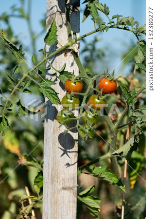 Red and green cherry tomatoes growing in ecological garden on wooden stake with biodegradable link 132380277