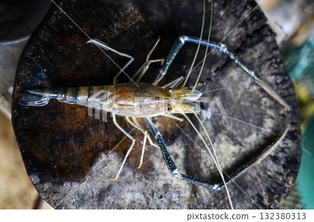 Fresh River Prawn On Wooden Floor, an appetizing scene ideal for recipe promotions, food blogs, and premium advertising media. Fresh River Prawn On Wooden Floor, an appetizing scene ideal for recipe promotions, food blogs, and premium advertising media. 132380313