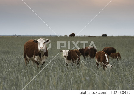 Cattle raising  with natural pastures in Pampas countryside, La Pampa Province,Patagonia, Argentina. 132380432