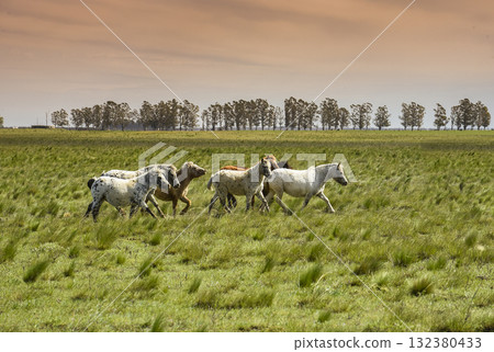 Herd of horses in the coutryside, La Pampa province, Patagonia,  Argentina. 132380433
