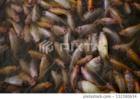 Group Of Ruby Fish Waiting To Be Fed, vibrant underwater scene ideal for food industry ads, marine documentaries, and promotional visuals. 132380634