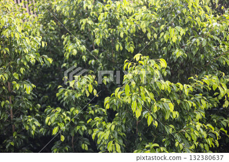 Close Up Of Moss, Rocks, And Aquatic Life, A close-up of moss, rocks, and vibrant aquatic life under soft light, ideal for promoting natural water garden products. Close Up Of Moss, Rocks, And Aquatic Life, A close-up of moss, rocks, and vibrant aquatic life under soft light, ideal for promoting natural water garden products. 132380637