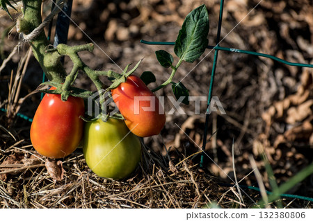 Red and green Roma tomatoes growing in ecological garden with biodegradable link Red and green Roma tomatoes growing in ecological garden with biodegradable link 132380806