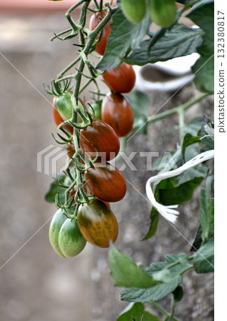Red and green long cherry tomatoes growing on the plant 132380817