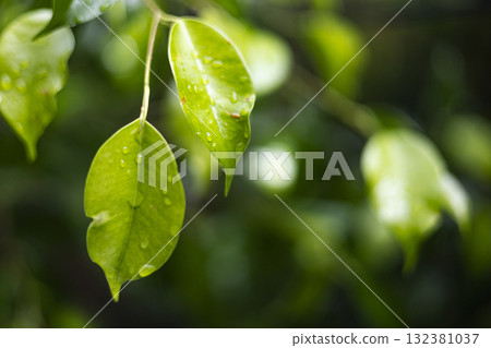 Fresh Thai Ficus Leaves With Water Droplets After Rain, Lush Thai ficus leaves gleam with water droplets rain, sunlight each bead, perfect for a nature photography or tropical freshness showcase. 132381037