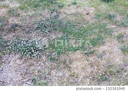 Patchy Dried Grass from Sun And Heat, A close up photograph showing parched ground and burned grass, symbolizing the harsh effects of sunlight and extreme drought. Patchy Dried Grass from Sun And Heat, A close up photograph showing parched ground and burned grass, symbolizing the harsh effects of sunlight and extreme drought. 132381040