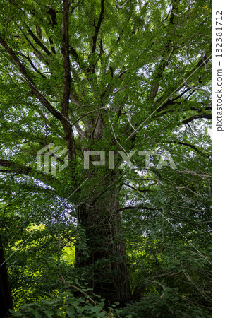 The large ginkgo tree at Raigoin Temple, Tenkawa Daibenten, Nara Prefecture (photographed on August 28, 2025) 132381712