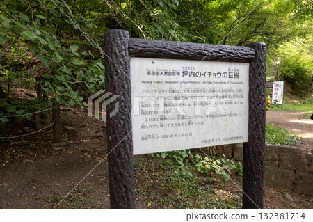 Information sign at the large ginkgo tree at Raigoin Temple, Tenkawa Daibenten, Nara Prefecture (photographed on August 28, 2025) 132381714