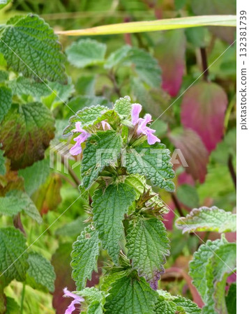 The black ferret, Ballota nigra is an annual herbaceous plant of the Lamium family. It is native to Mediterranean and Central Asia and is found throughout Europe. The black ferret, Ballota nigra is an annual herbaceous plant of the Lamium family. It is native to Mediterranean and Central Asia and is found throughout Europe. 132381739