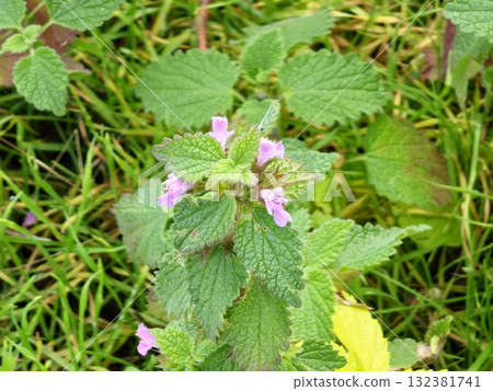 The black ferret, Ballota nigra is an annual herbaceous plant of the Lamium family. It is native to the Mediterranean and Central Asia and is found throughout Europe. The black ferret, Ballota nigra is an annual herbaceous plant of the Lamium family. It is native to the Mediterranean and Central Asia and is found throughout Europe. 132381741