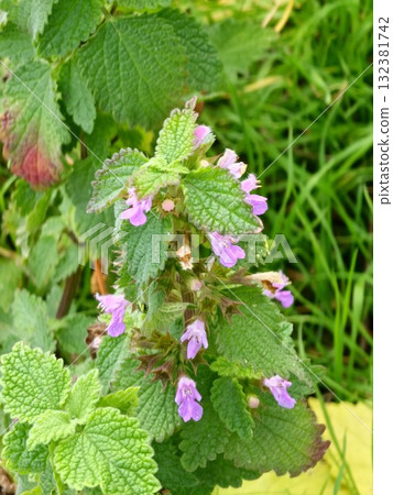 Black ferret, Ballota nigra is an annual herbaceous plant of the Lamium family. It is native to the Mediterranean and Central Asia and is found throughout Europe. Black ferret, Ballota nigra is an annual herbaceous plant of the Lamium family. It is native to the Mediterranean and Central Asia and is found throughout Europe. 132381742