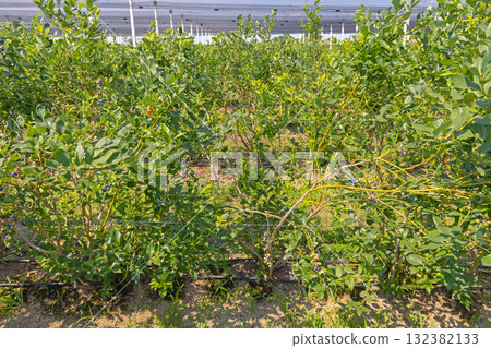 Blueberry Fruits Plantage Blueberry Fruits Plantage 132382133