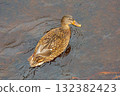 Female Mallard Duck 132382423
