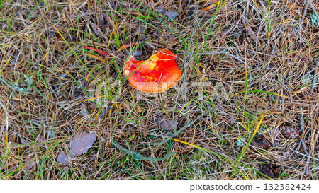 Fly Agaric Mushroom 132382424