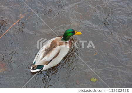 Male Mallard Duck 132382428