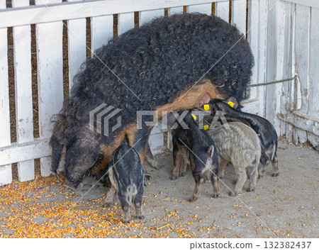 Black Mangalica Piglets Farming Black Mangalica Piglets Farming 132382437