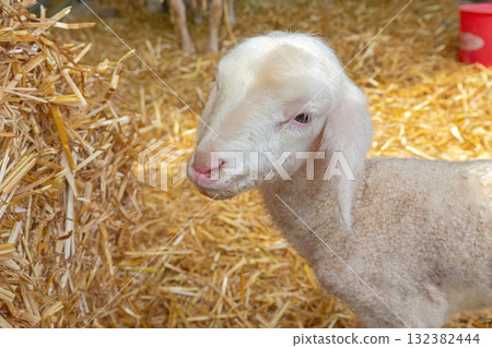 Newborn Lamb Close up Newborn Lamb Close up 132382444